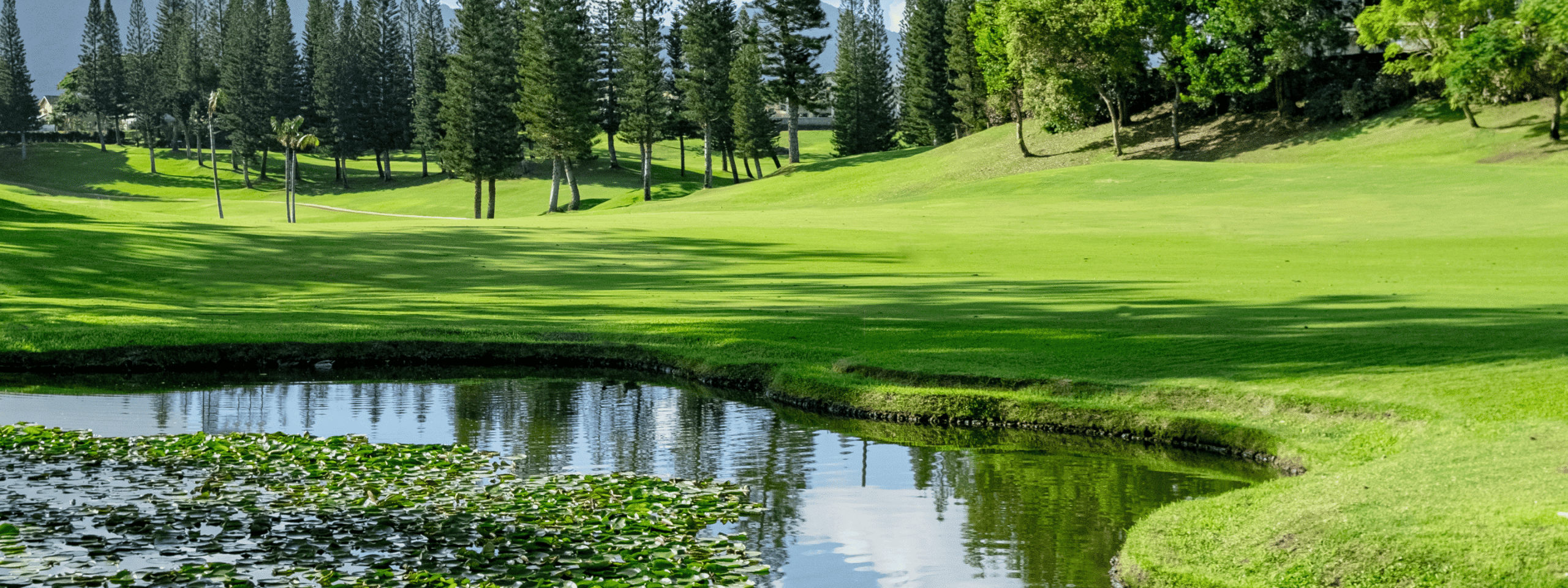 Lush green landscape with a pond and lily pads, surrounded by tall trees under a clear sky.